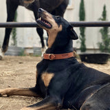 Aspen Dog Collar Home