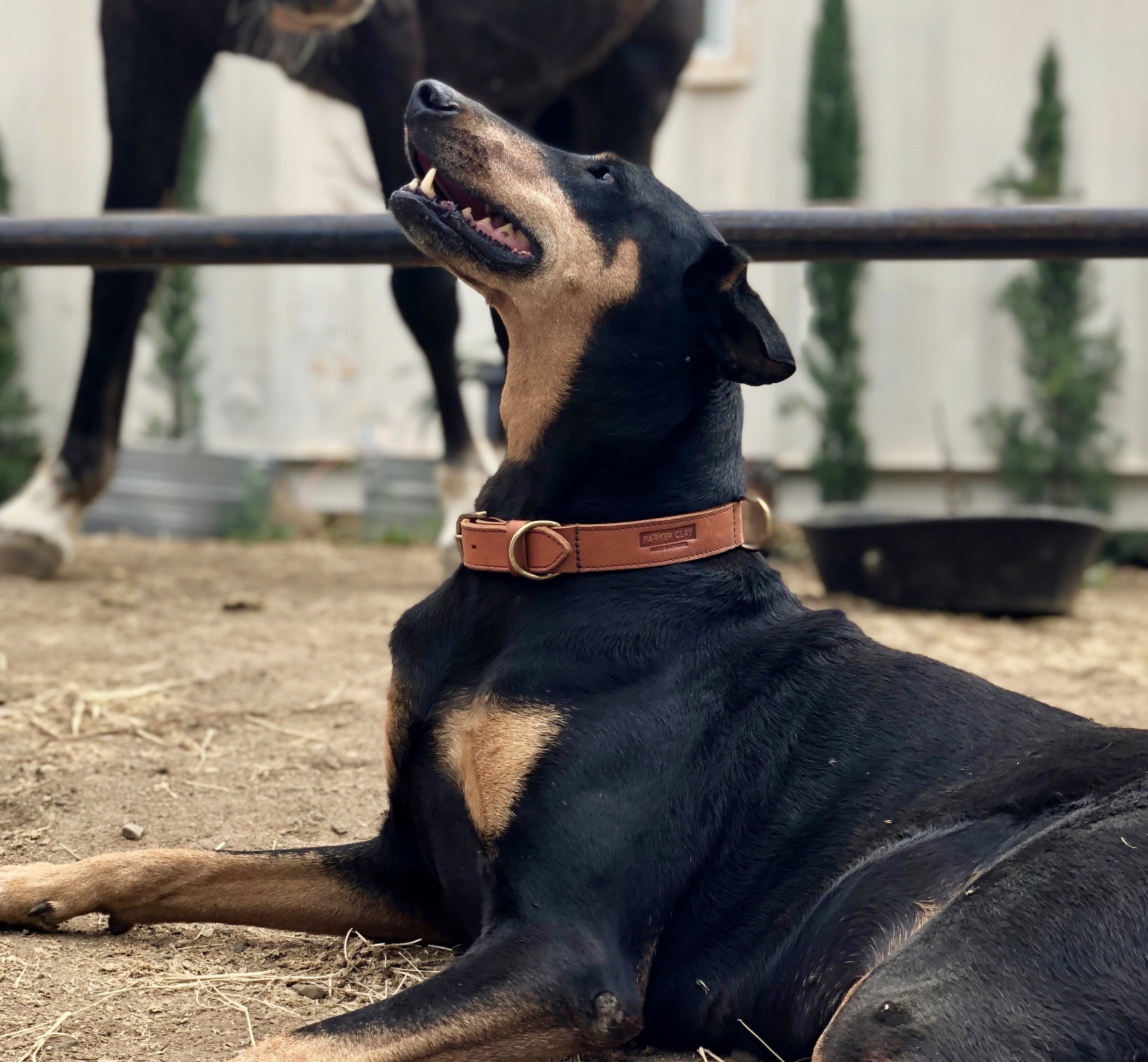 Aspen Dog Collar - Parker Clay 