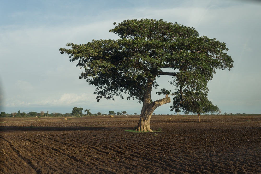 IMPACT // QUARTERLY IMPACT UPDATE