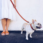 Aspen Dog Collar Home   
