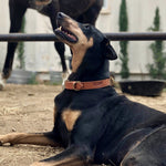 Aspen Dog Collar Home   
